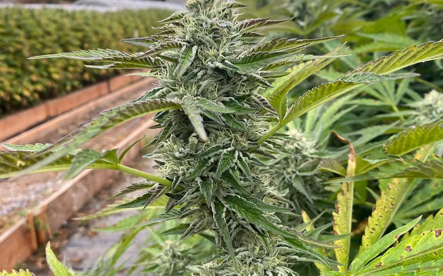 Young cannabis plants in raised beds under glass