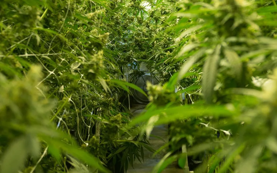 Cannabis plants in full leaf under open sky