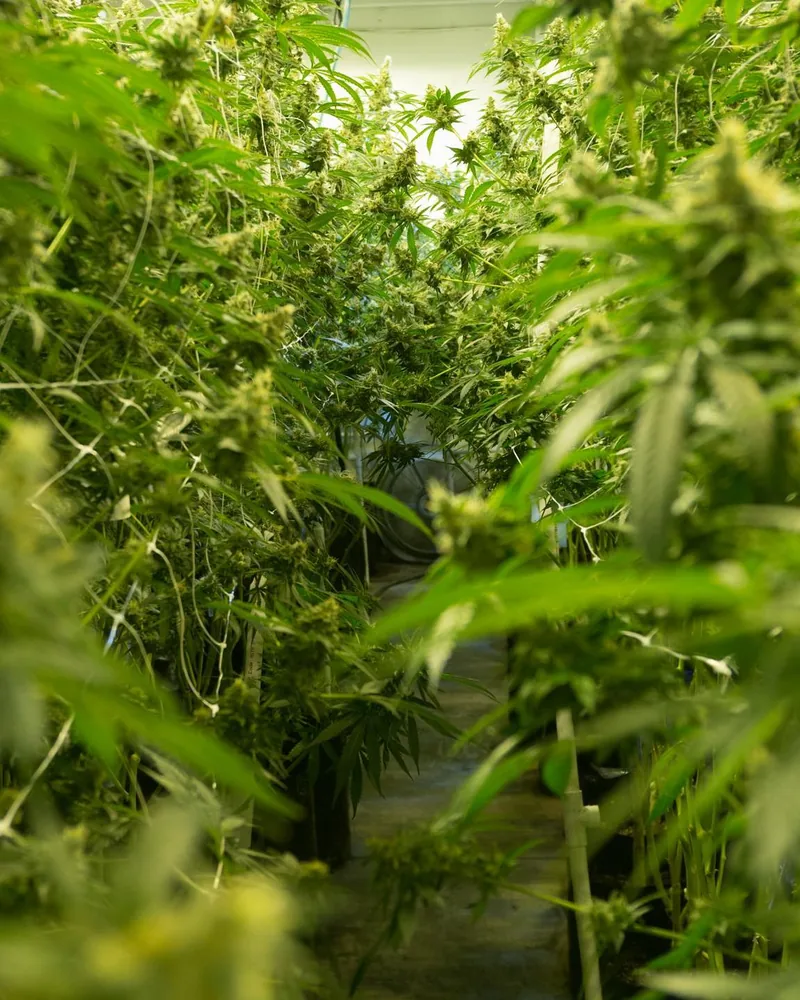 Cannabis plants in full leaf under open sky