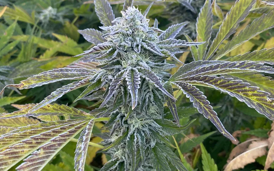A resin-covered flower still on the plant