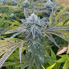 A resin-covered flower still on the plant