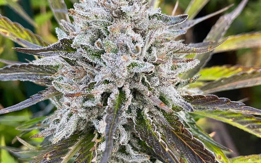 Trichomes on a flower, photographed close