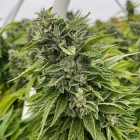 A flowering cannabis plant photographed close in warm daylight