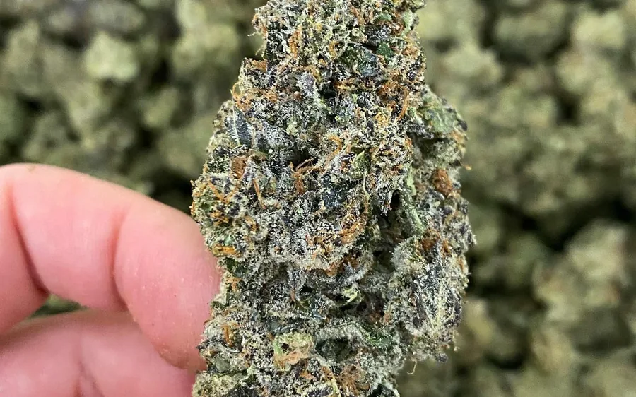 Hands trimming cured flower at a bench